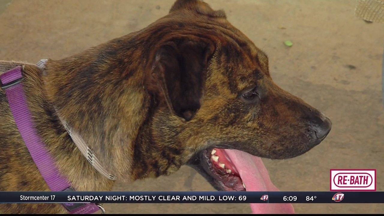 Effingham organization helps new pet owners get started